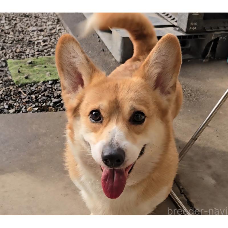 リリエルちゃん1枚目