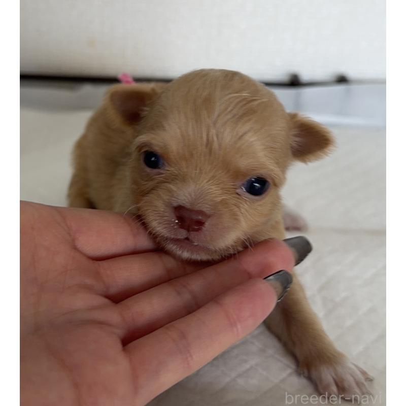 販売中の山梨県のチワワ(ロングコート)-441738