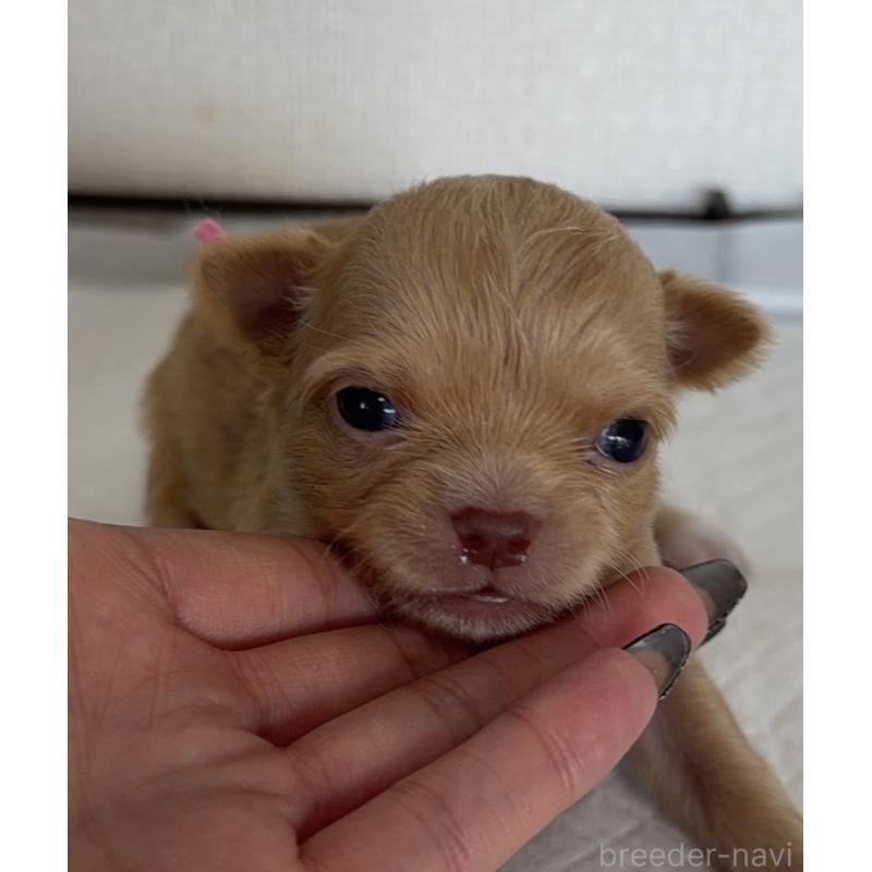 販売中の山梨県のチワワ(ロングコート)-441738の6枚目