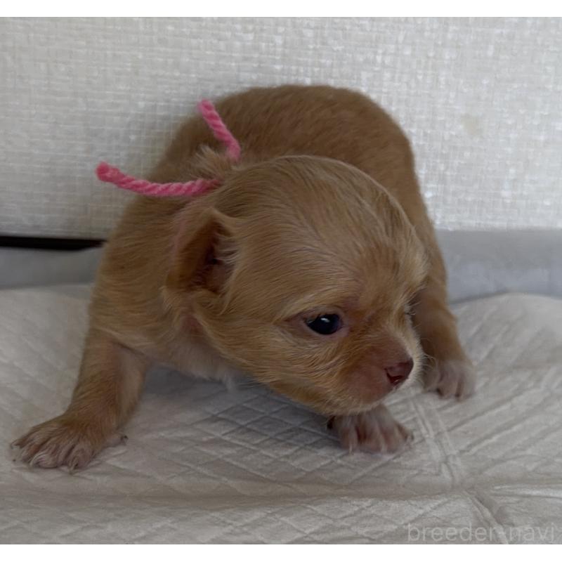 販売中の山梨県のチワワ(ロングコート)-441738の5枚目