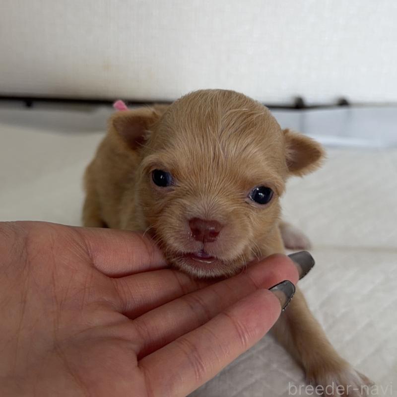 販売中の山梨県のチワワ(ロングコート)-441738の4枚目