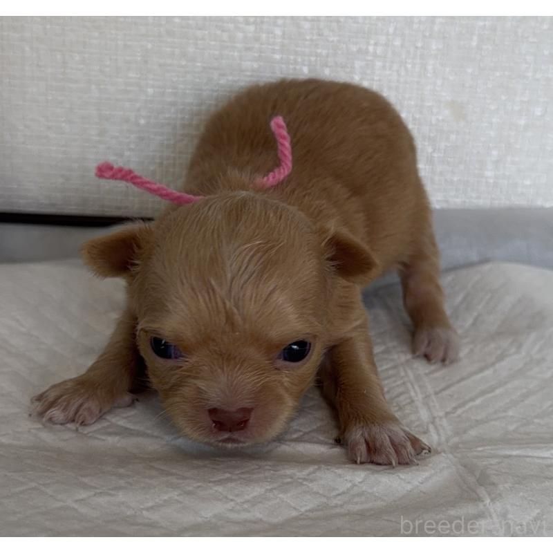 販売中の山梨県のチワワ(ロングコート)-441738の3枚目