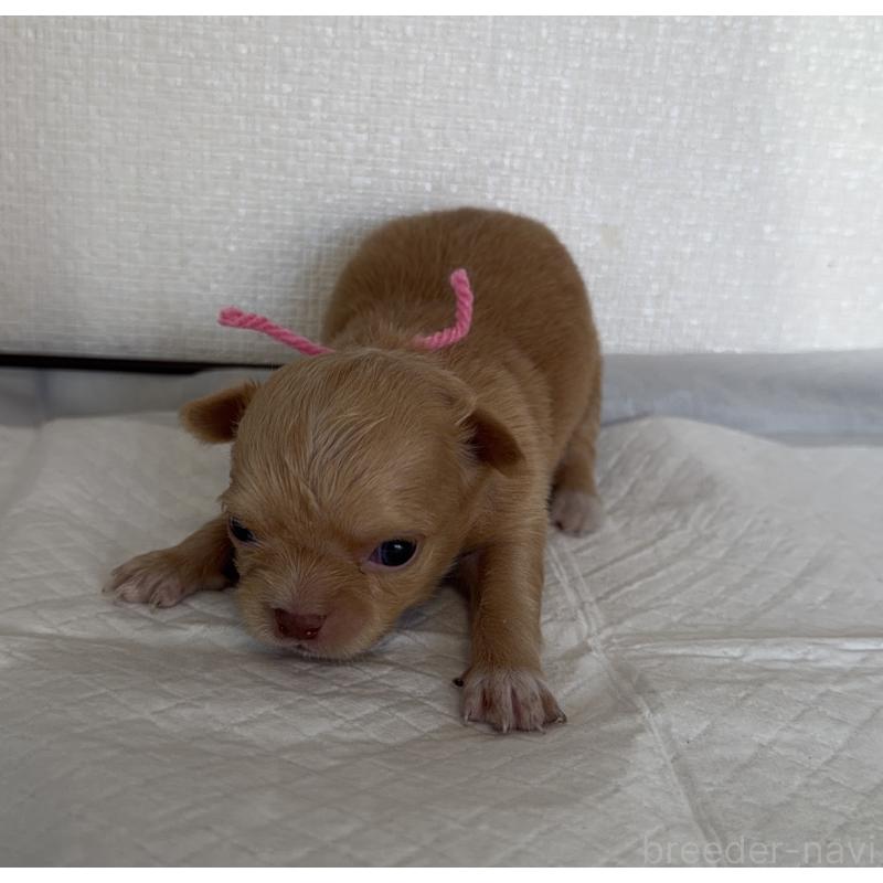 販売中の山梨県のチワワ(ロングコート)-441738の2枚目