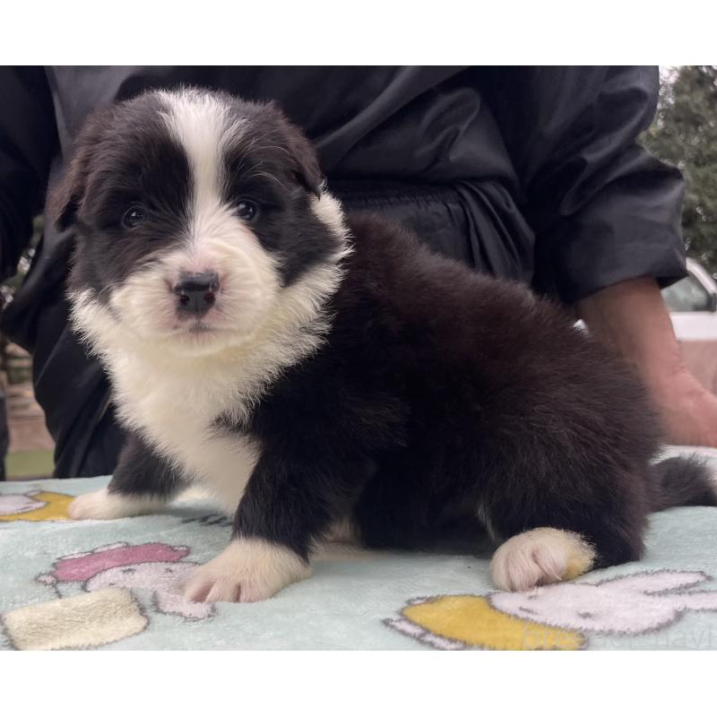 販売中の福岡県のボーダーコリー-441739の6枚目