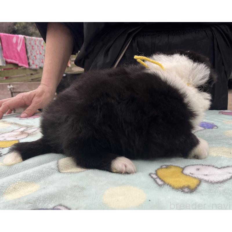 販売中の福岡県のボーダーコリー-441739の5枚目