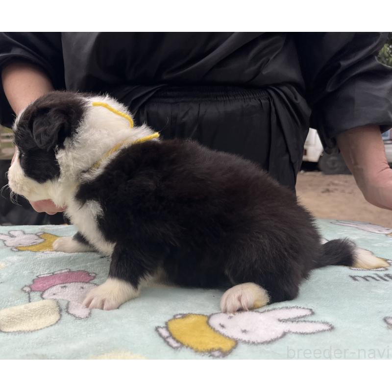 販売中の福岡県のボーダーコリー-441739の4枚目