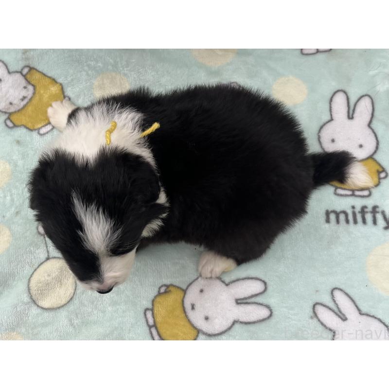 販売中の福岡県のボーダーコリー-441739の3枚目