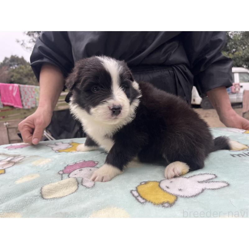 販売中の福岡県のボーダーコリー-441739の2枚目