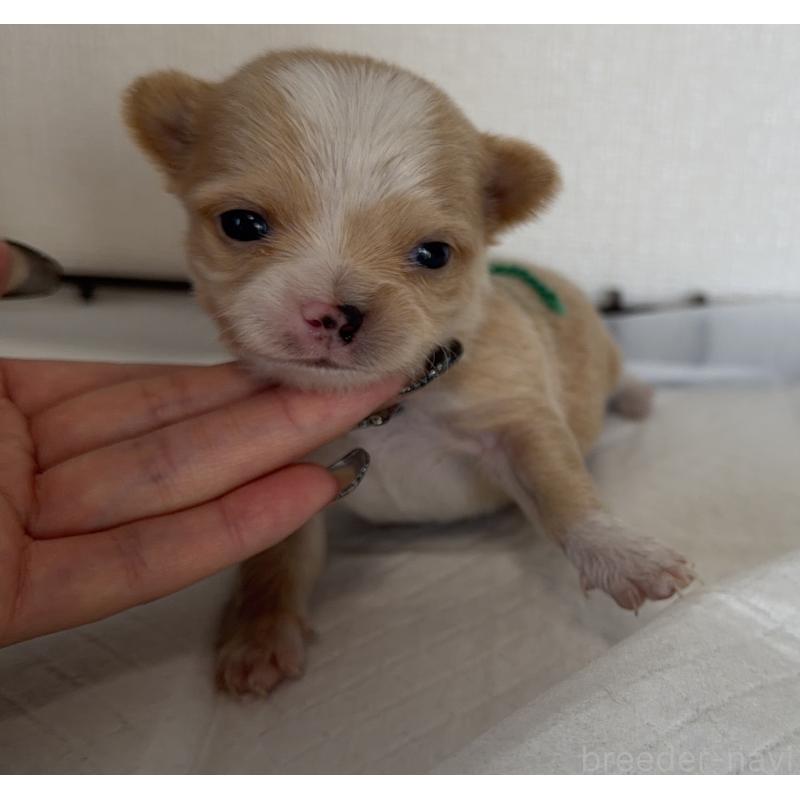 販売中の山梨県のチワワ(ロングコート)-441740