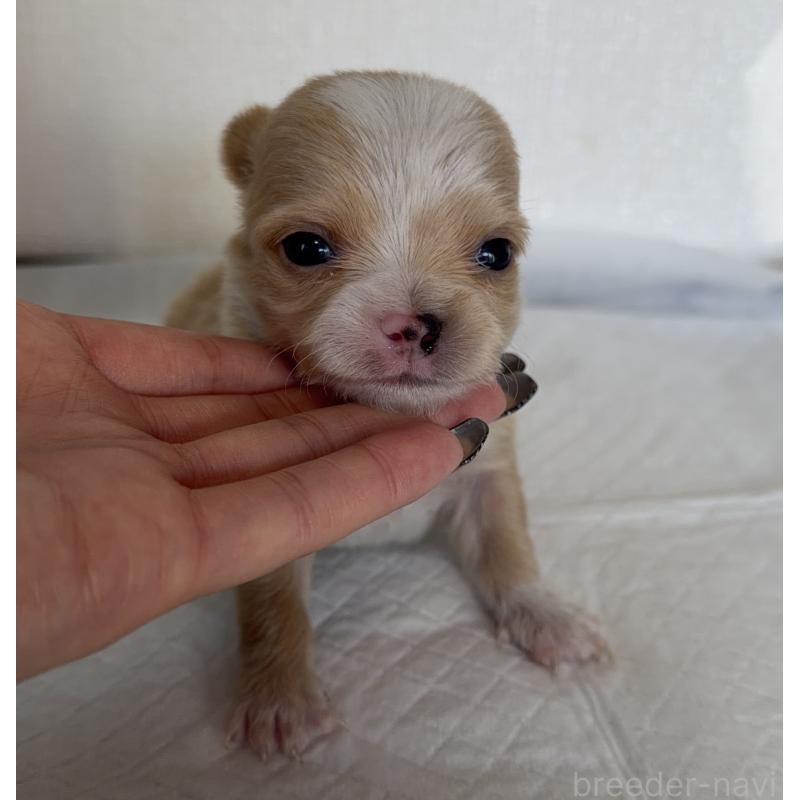販売中の山梨県のチワワ(ロングコート)-441740の4枚目