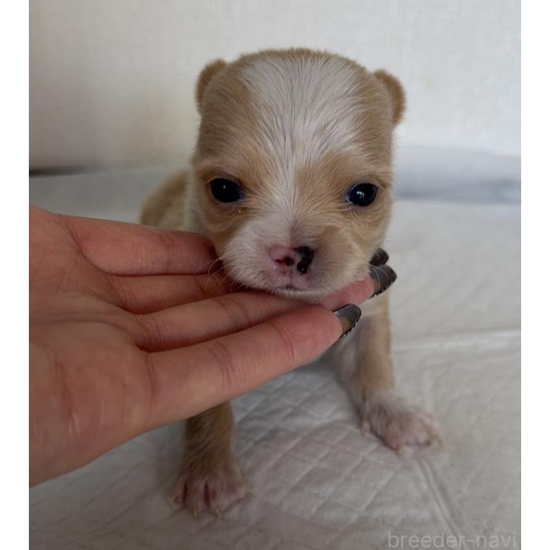 販売中の山梨県のチワワ(ロングコート)-441740の3枚目
