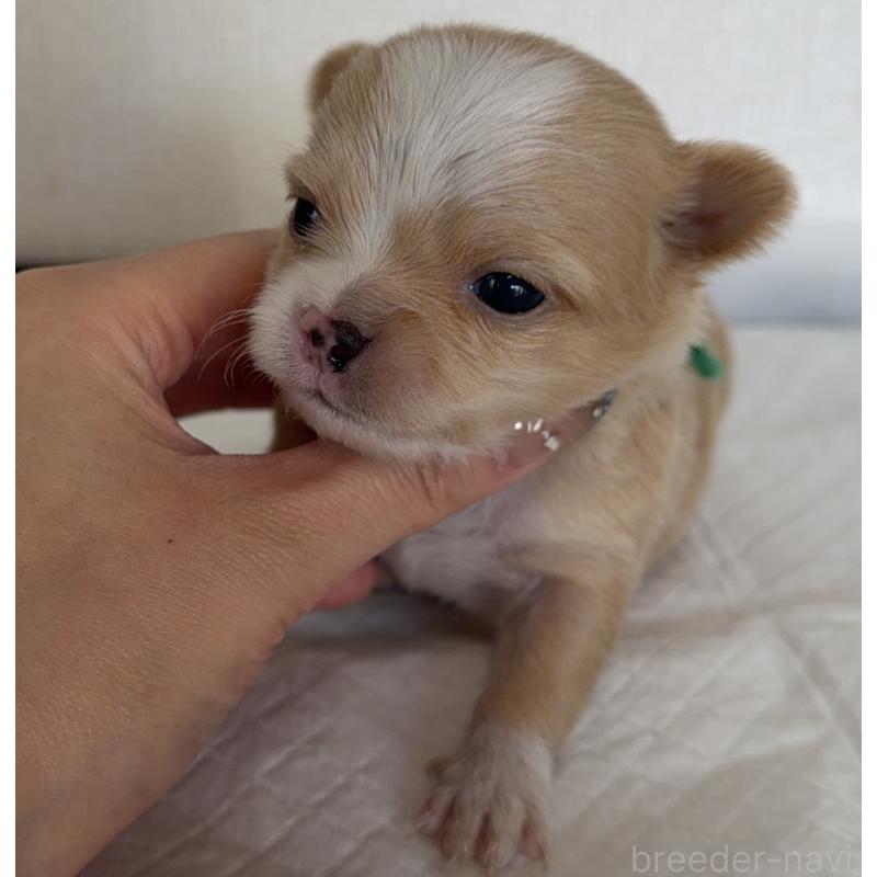 販売中の山梨県のチワワ(ロングコート)-441740の2枚目