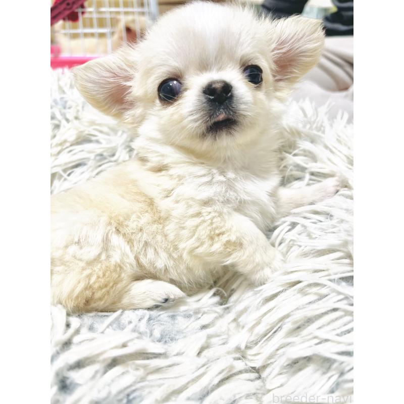 販売中の愛知県のチワワ(ロングコート)-441741の3枚目