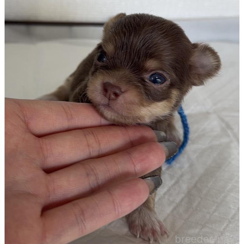 販売中の山梨県のチワワ(ロングコート)-441742の4枚目