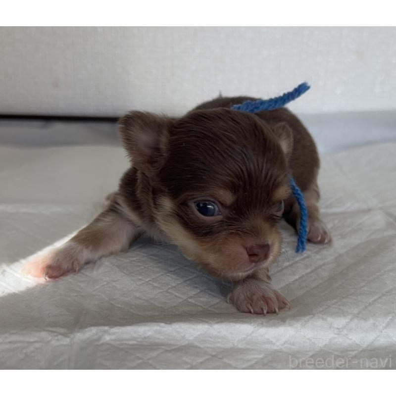 販売中の山梨県のチワワ(ロングコート)-441742の3枚目