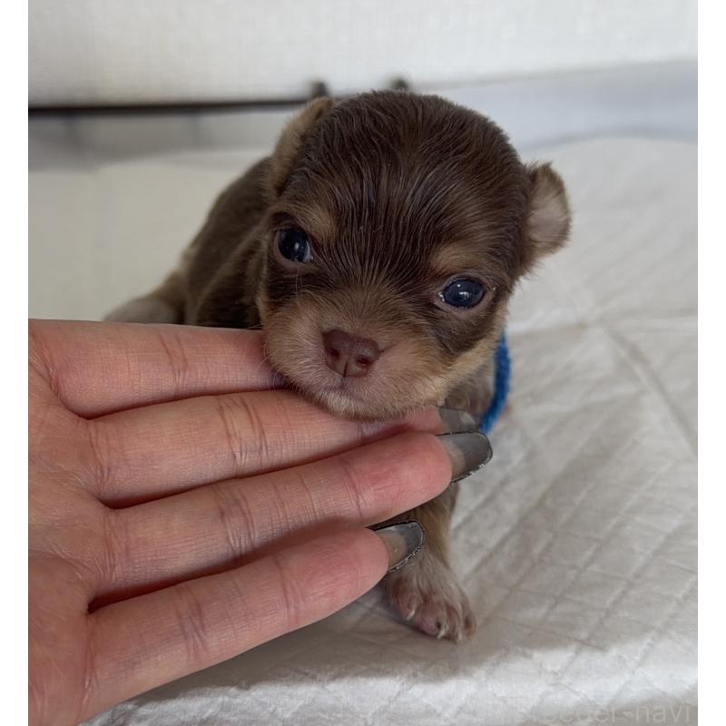 販売中の山梨県のチワワ(ロングコート)-441742