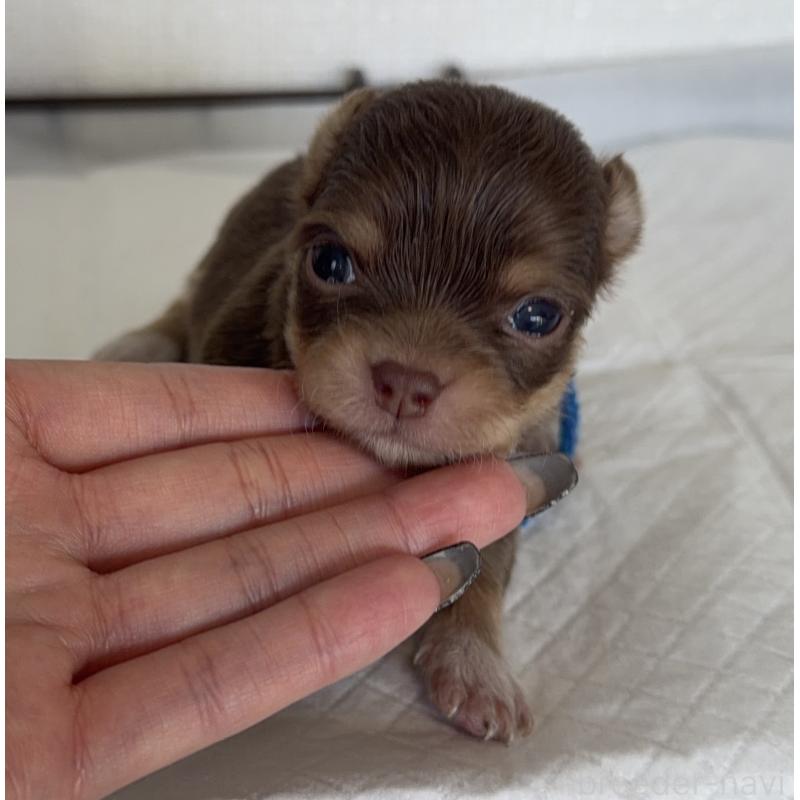 販売中の山梨県のチワワ(ロングコート)-441742の2枚目