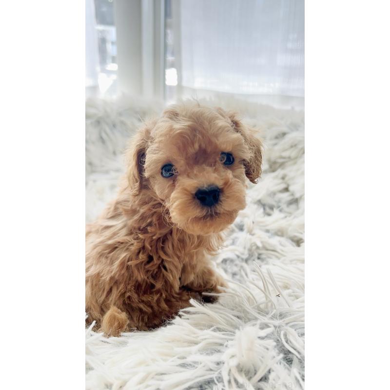 販売中の愛知県のトイプードル-441743の2枚目