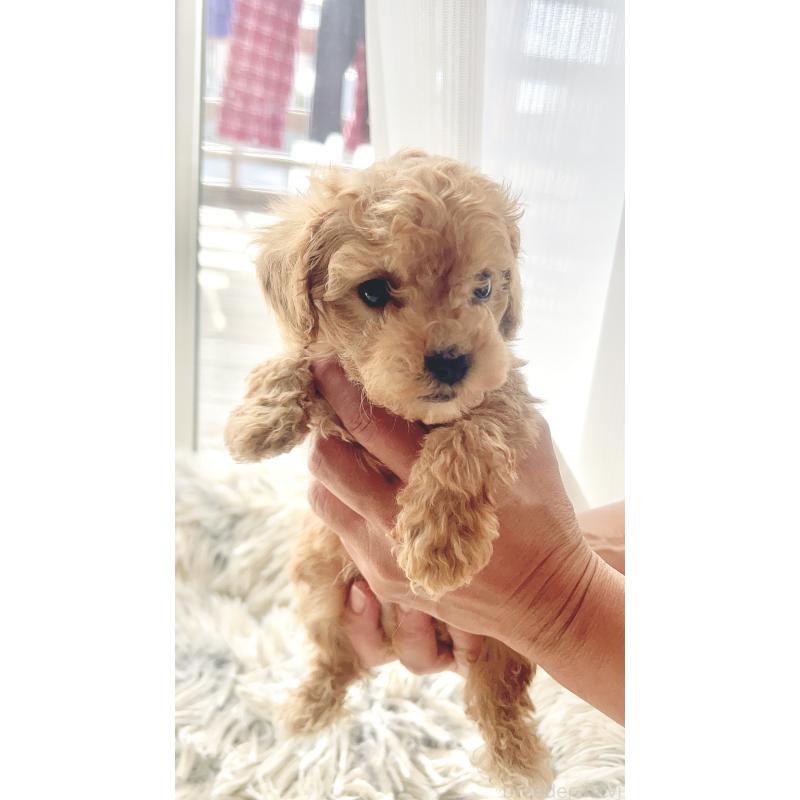 販売中の愛知県のトイプードル-441744の2枚目
