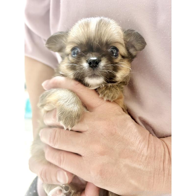 販売中の愛知県のチワワ(ロングコート)-441745の2枚目