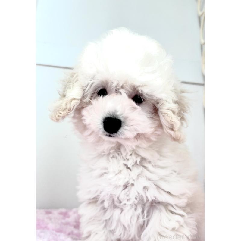 販売中の神奈川県のトイプードル-441746