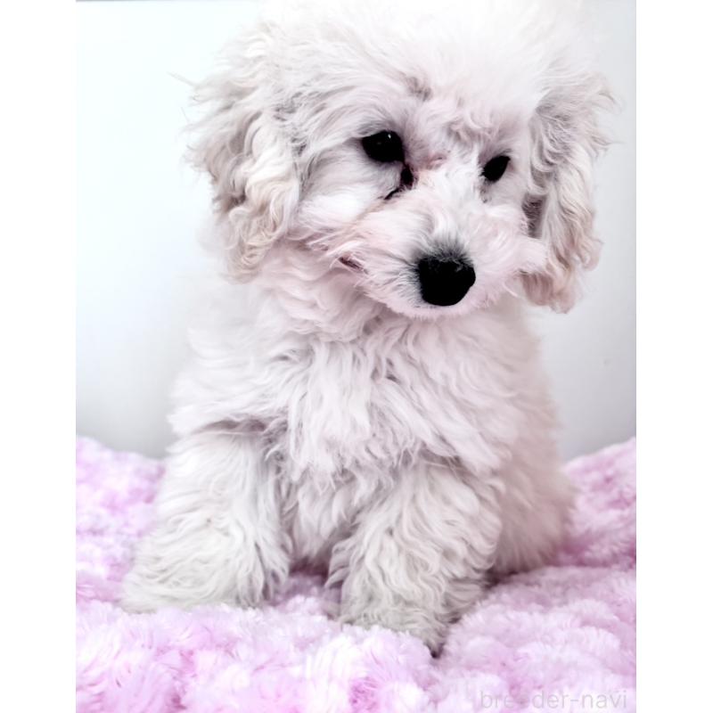 販売中の神奈川県のトイプードル-441746の10枚目