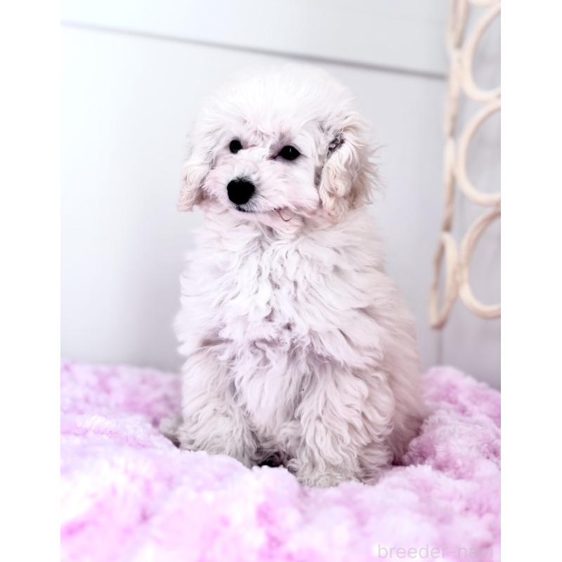 販売中の神奈川県のトイプードル-441746の9枚目