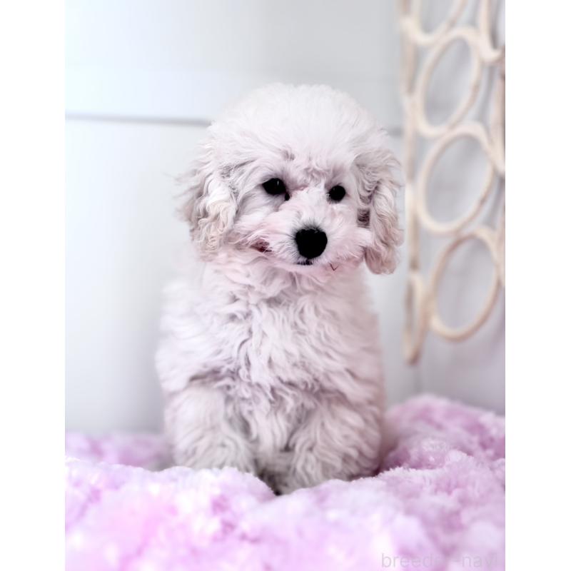 販売中の神奈川県のトイプードル-441746の8枚目