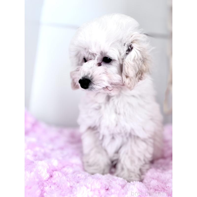 販売中の神奈川県のトイプードル-441746の7枚目