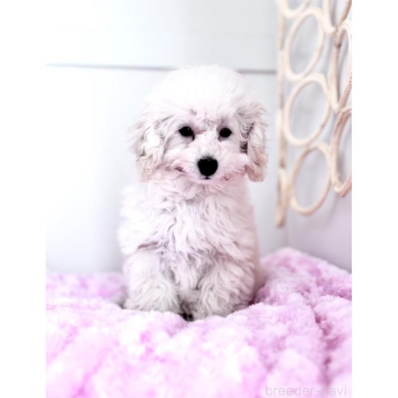 販売中の神奈川県のトイプードル-441746の6枚目