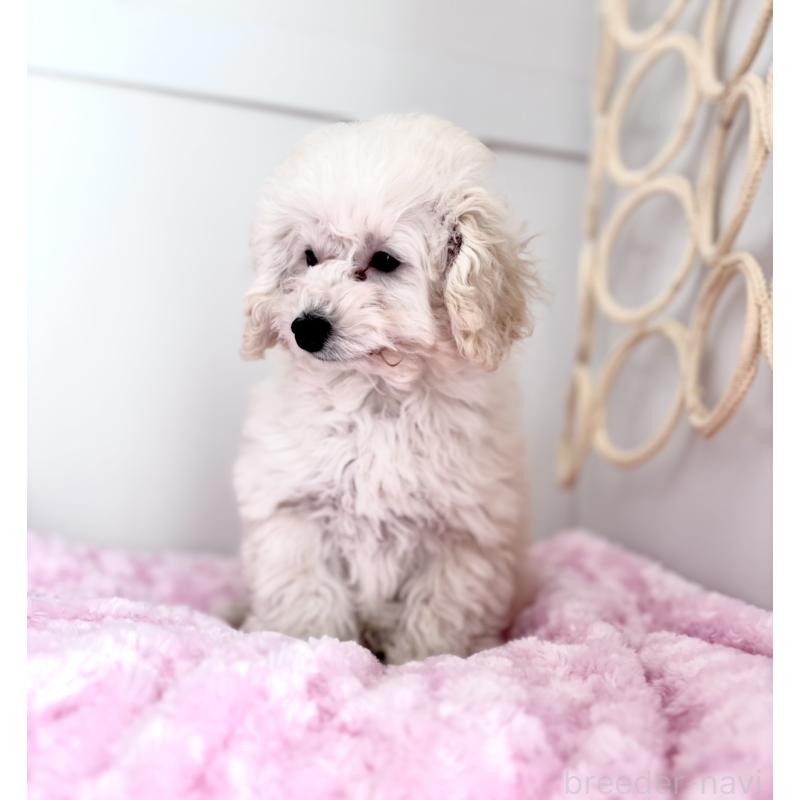 販売中の神奈川県のトイプードル-441746の5枚目