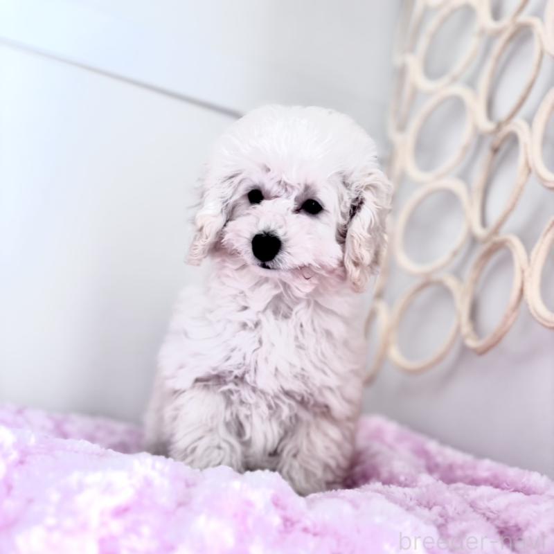 販売中の神奈川県のトイプードル-441746の4枚目