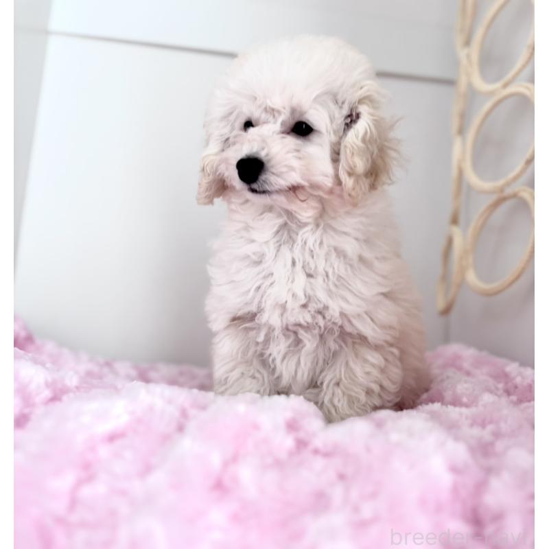 販売中の神奈川県のトイプードル-441746の3枚目