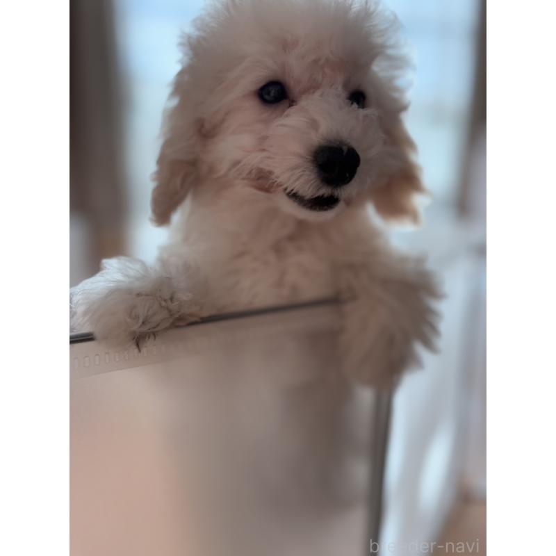 販売中の神奈川県のトイプードル-441746の2枚目