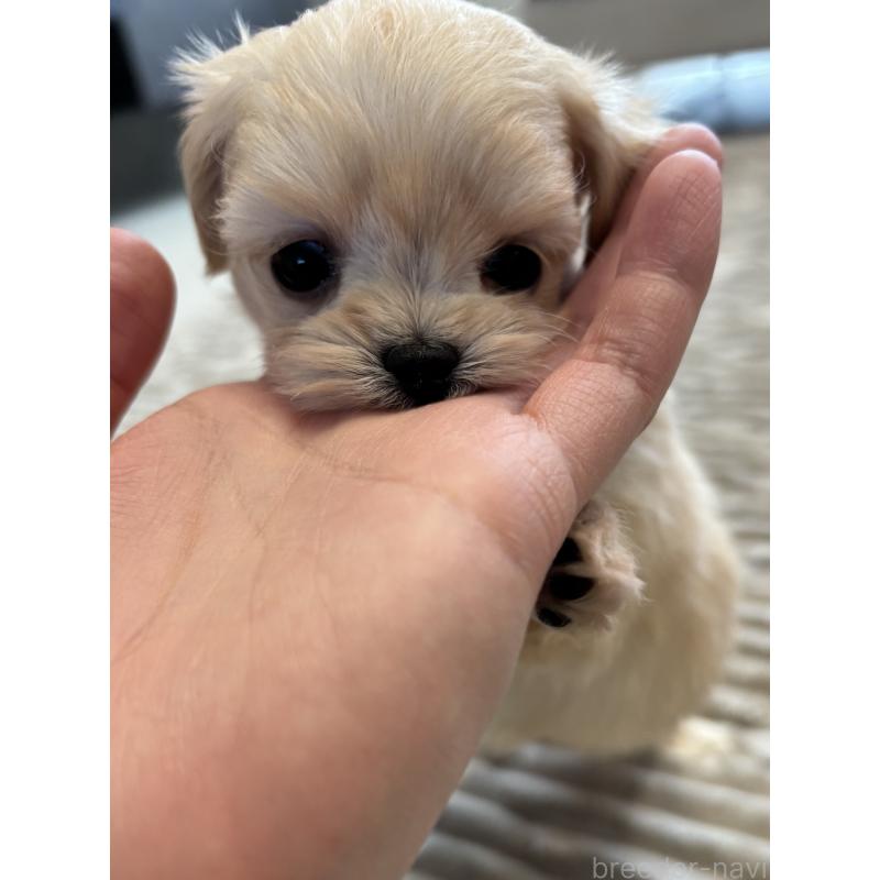 販売中の愛知県のマルプー:マルチーズ×トイプードル-441756の5枚目