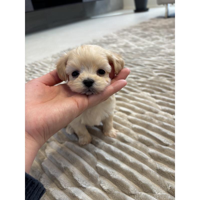 販売中の愛知県のマルプー:マルチーズ×トイプードル-441756の4枚目