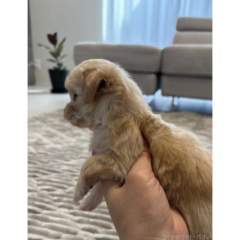 販売中の愛知県のマルプー:マルチーズ×トイプードル-441756の2枚目