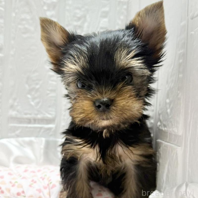 販売中の埼玉県のヨークシャーテリア-441747