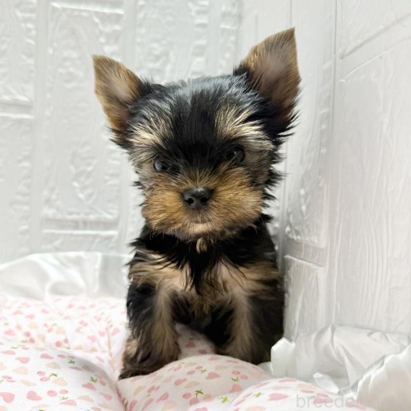 販売中の埼玉県のヨークシャーテリア-441747の6枚目