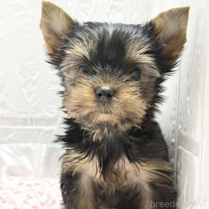 販売中の埼玉県のヨークシャーテリア-441747の5枚目