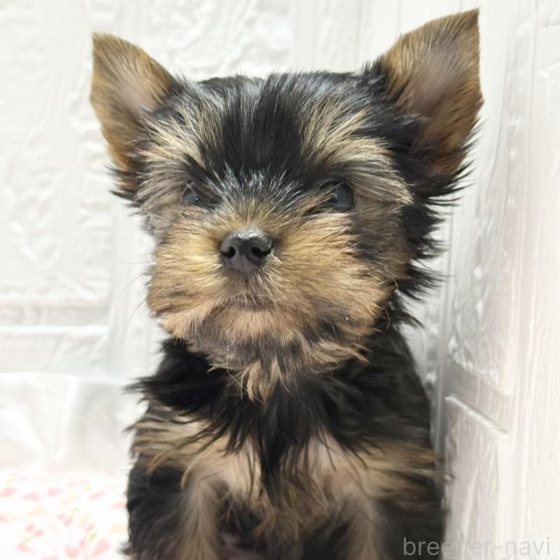 販売中の埼玉県のヨークシャーテリア-441747の4枚目