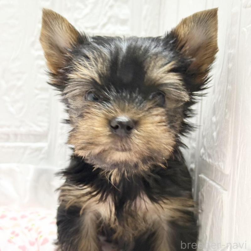 販売中の埼玉県のヨークシャーテリア-441747の3枚目