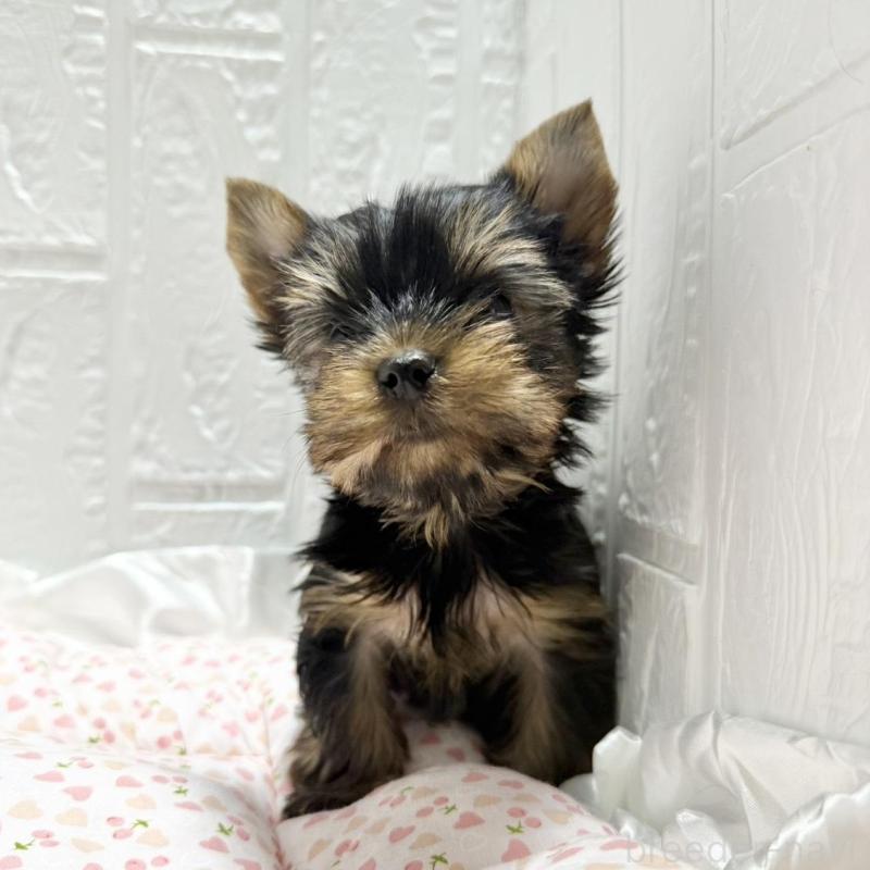 販売中の埼玉県のヨークシャーテリア-441747の2枚目