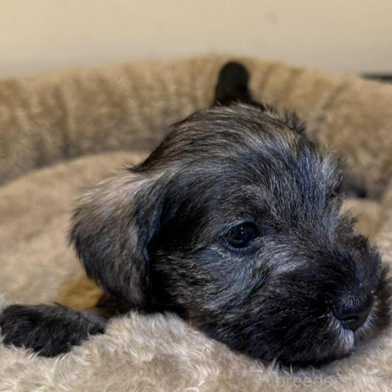 販売中の静岡県のミニチュアシュナウザー-441748の8枚目