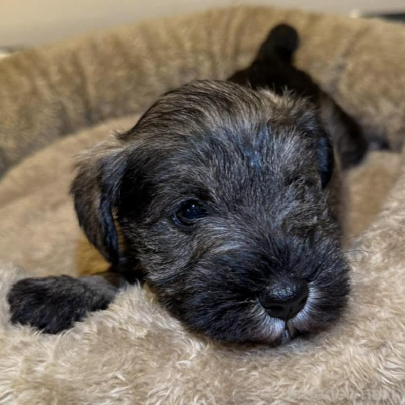 販売中の静岡県のミニチュアシュナウザー-441748の7枚目