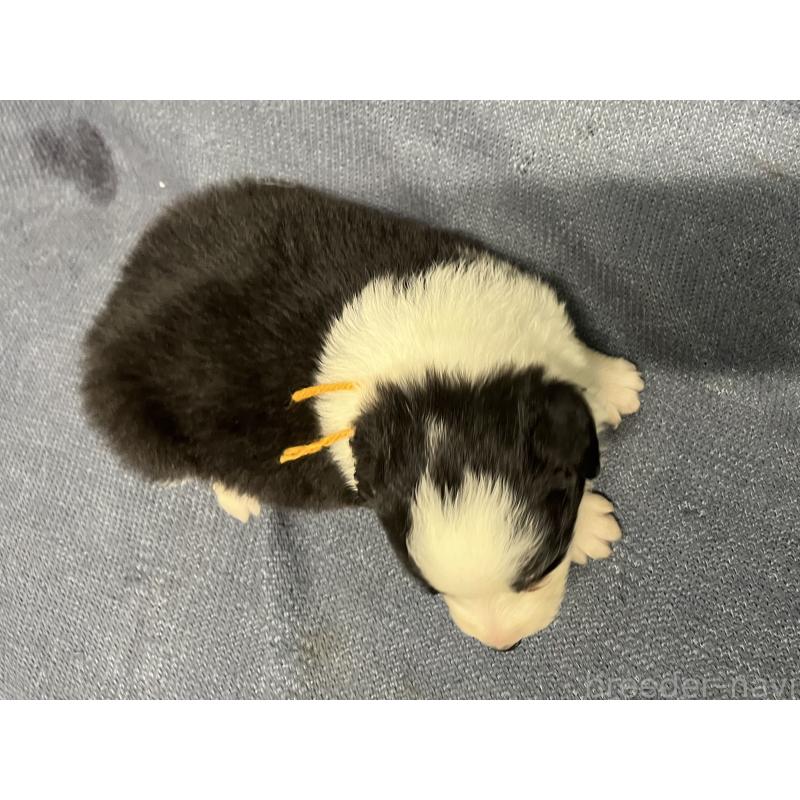 販売中の福岡県のボーダーコリー-441749の5枚目