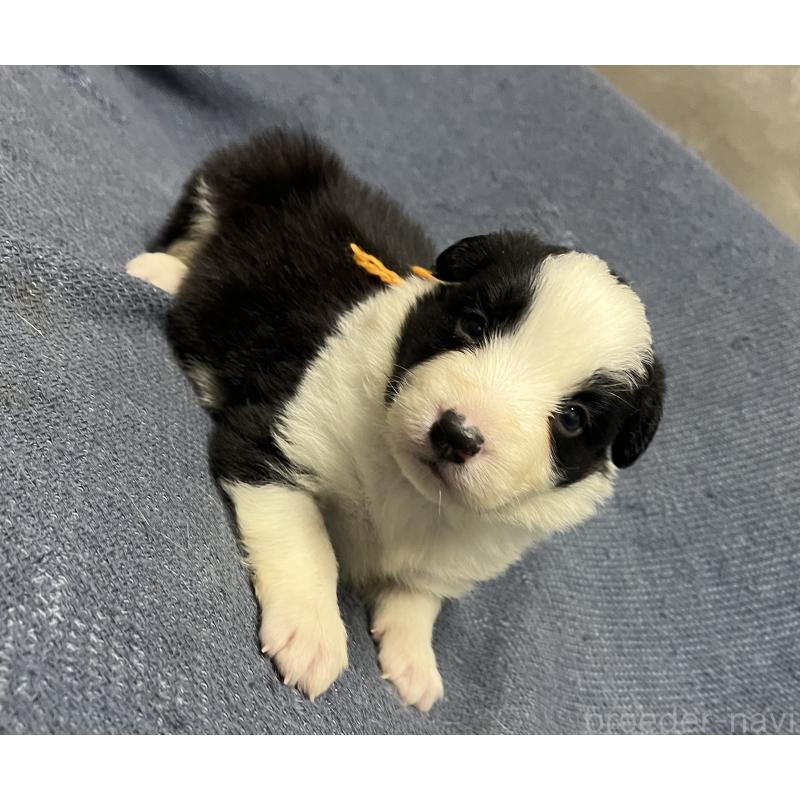 販売中の福岡県のボーダーコリー-441749の4枚目