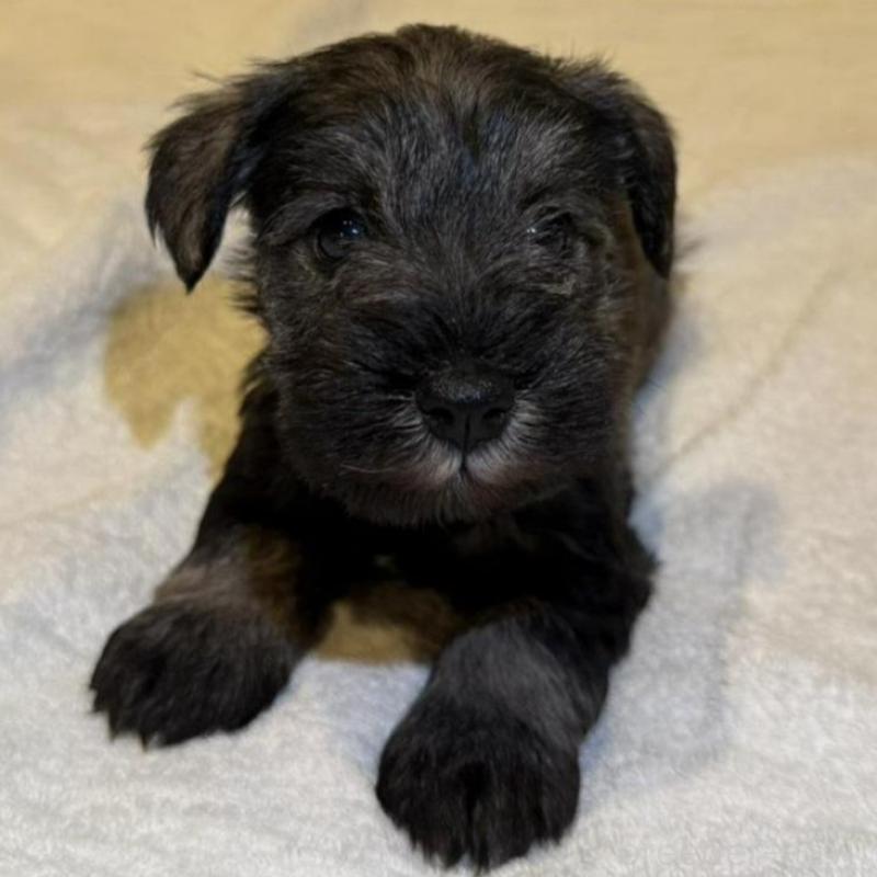 販売中の静岡県のミニチュアシュナウザー-441748の6枚目