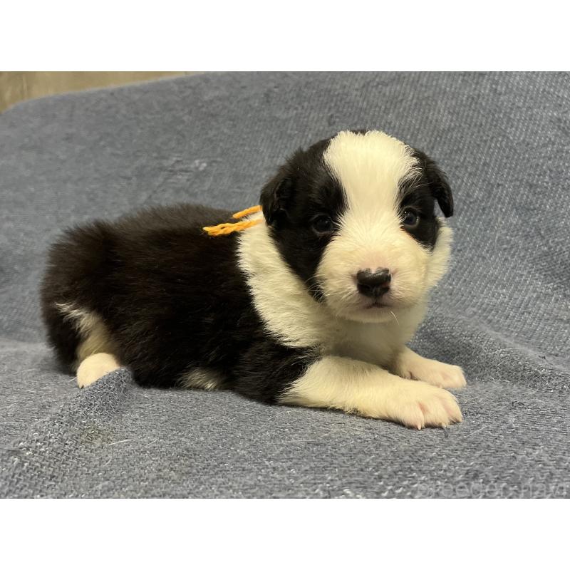 販売中の福岡県のボーダーコリー-441749の3枚目