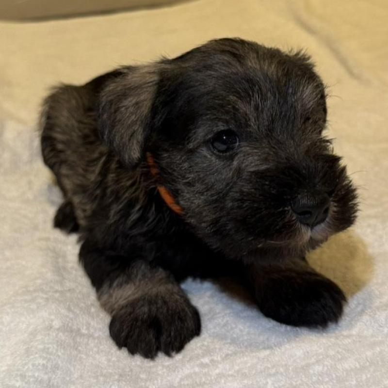 販売中の静岡県のミニチュアシュナウザー-441748の5枚目